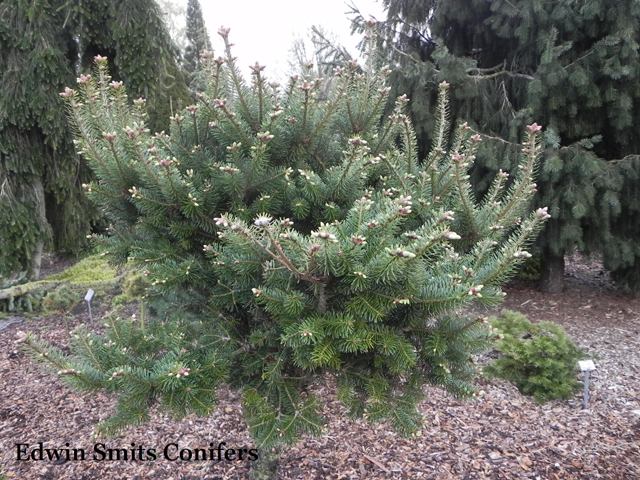 Abies balsamea 'Wisconsin # 1'